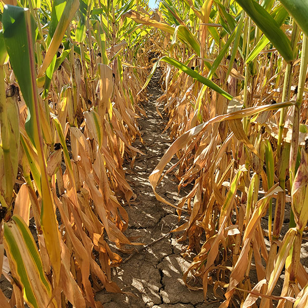 drought stressed corn, dried and light brown